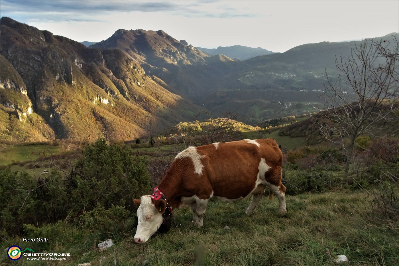 07 Al pascolo nella luce del tranmonto in Val Taleggio.JPG